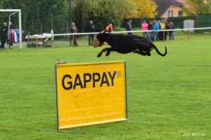 Justitzův Pohár Mistrovství Dobrmanů ČR 2016 (9)